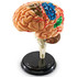 Learning Resources Creierul uman - Macheta