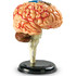 Learning Resources Creierul uman - Macheta