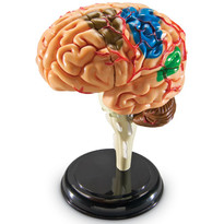 Creierul uman - Macheta