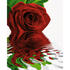 Simba Kit Pictura Pe Numere Schipper Trandafirul Rosu