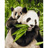 Simba Kit Pictura Pe Numere Schipper Ursuletii Panda