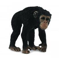 Cimpanzeu Femela