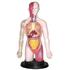 Miniland Kit educational mulaj Corpul uman si sistemul digestiv