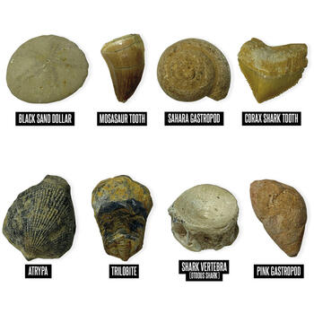 Educational Insights GeoSafari - Kit excavare fosile
